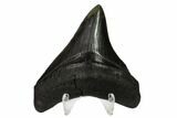 Serrated, Fossil Megalodon Tooth - South Carolina #151797-2